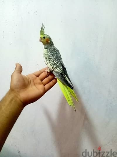 كوكتيل لاتيني و ازبيل مدربين