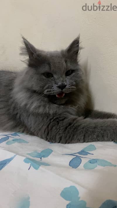 Maine coon