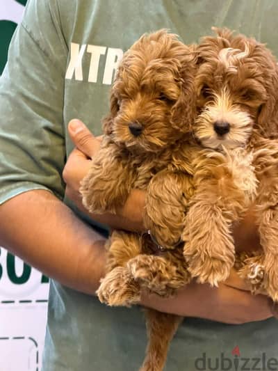 Maltipoo teacup Puppies Available