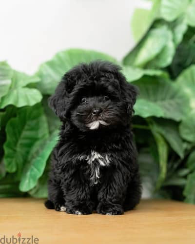 HAVANESE TOY PUPPIES