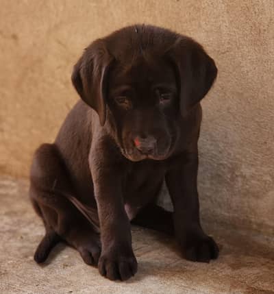 labrador chocolate female
