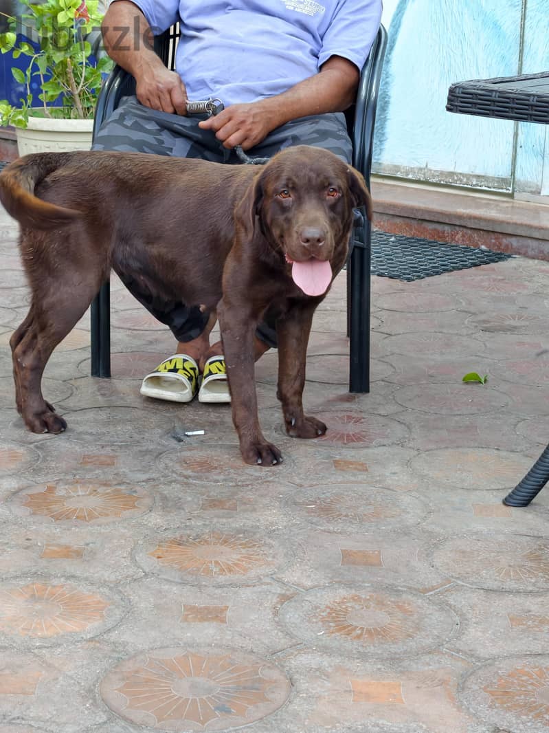 labrador chocolate female 1