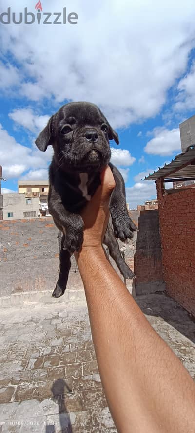 Female French bulldog