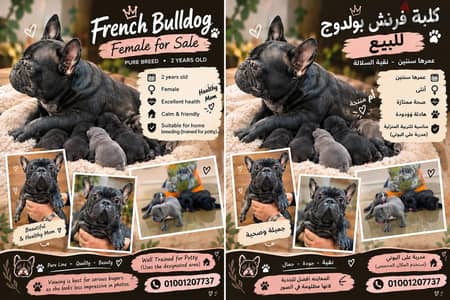 female french bulldog for sale