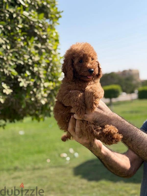 ذكر توي بودل 1
