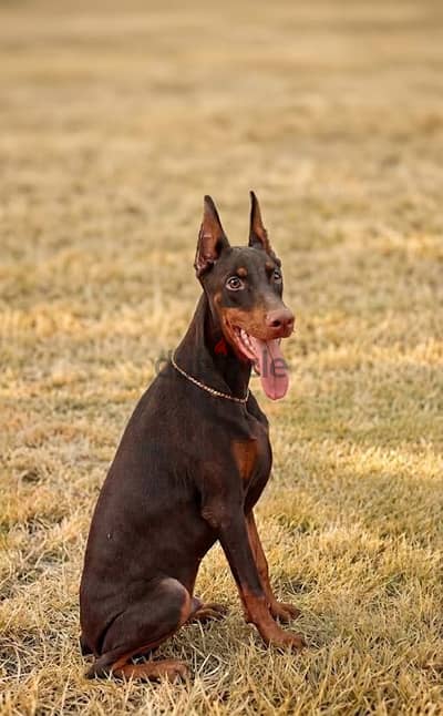 دوبر مان دكر Doberman male