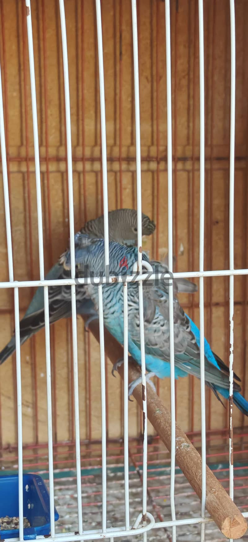 بادجي 1