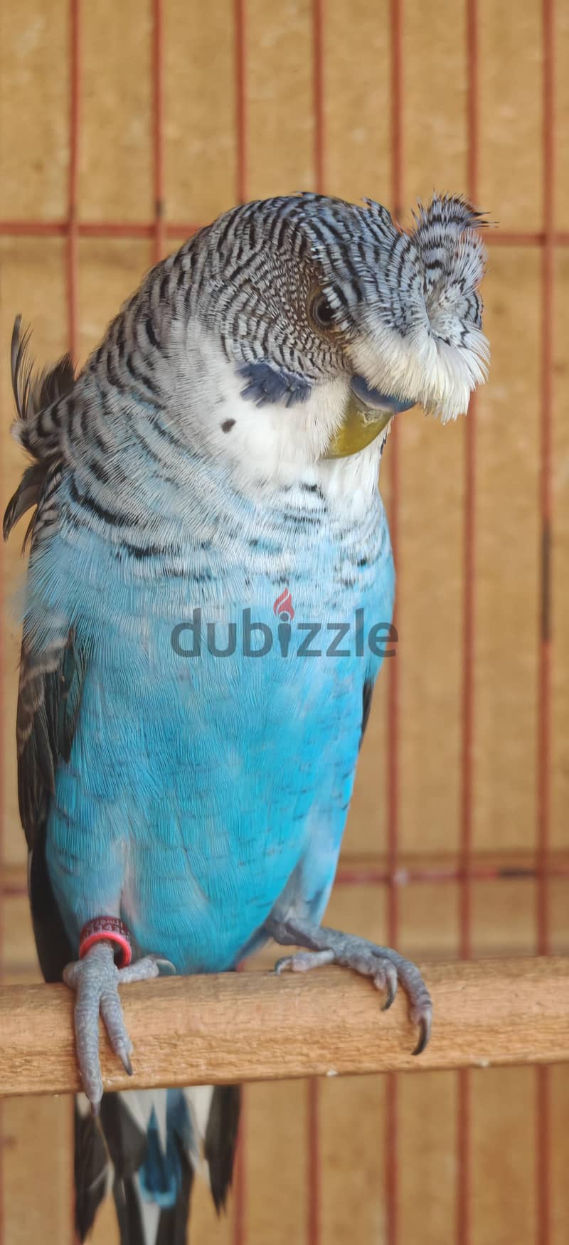 بادجي 2
