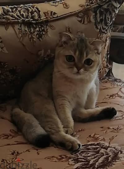 Scottish Fold Chinchilla