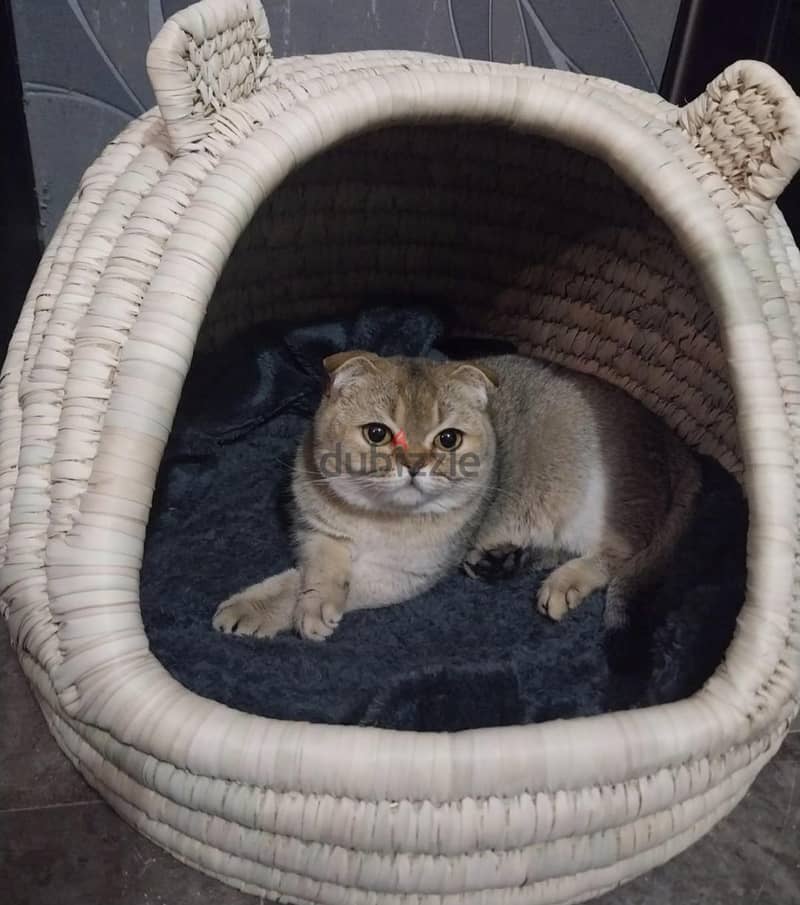 Scottish Fold Chinchilla 1
