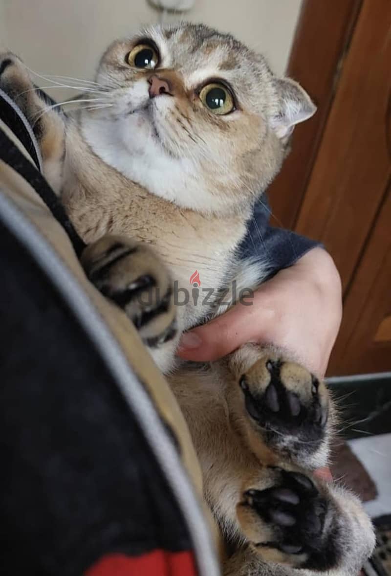 Scottish Fold Chinchilla 2