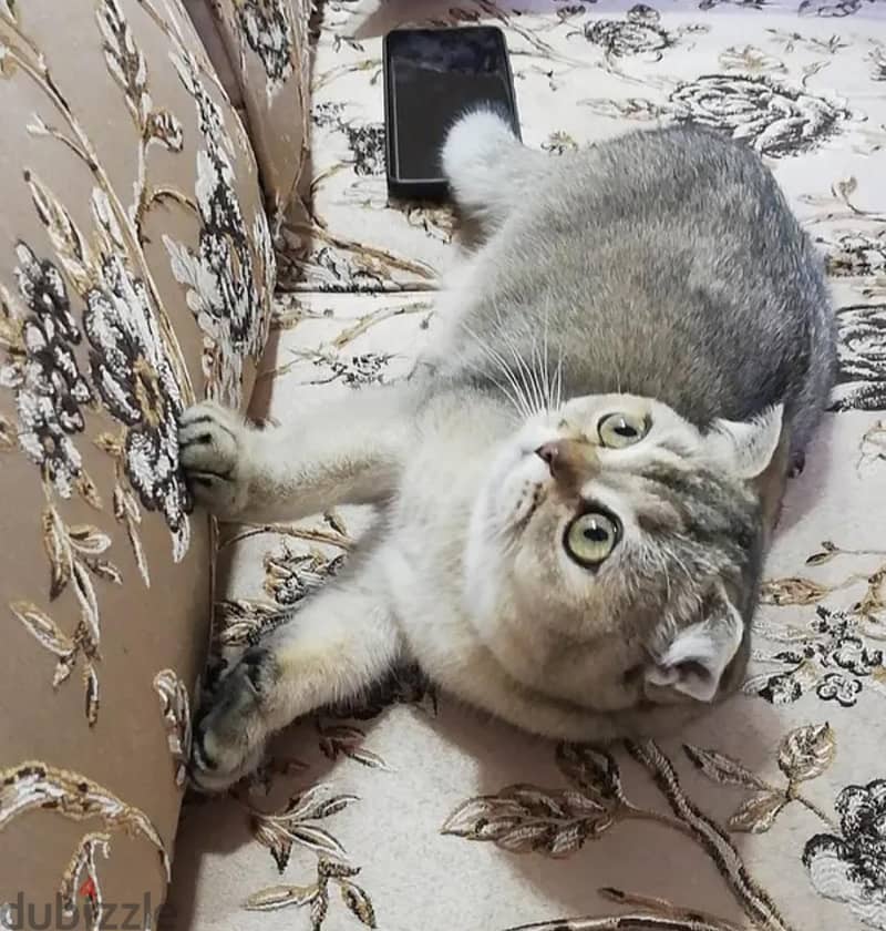 Scottish Fold Chinchilla 3