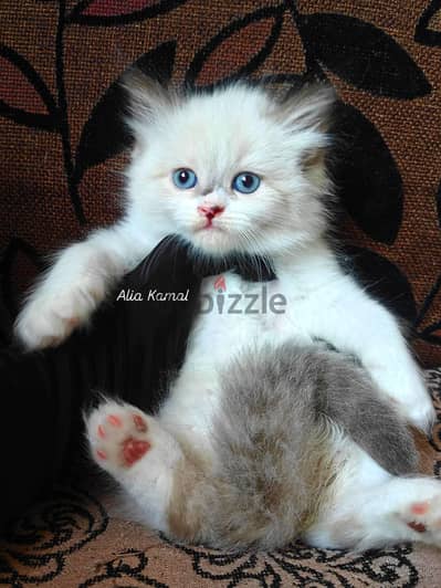 Seal bicolor Ragdoll راغدول راجدول