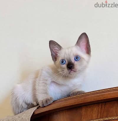 قطط سيامي بيور لسا مفطومين Siamese kittens