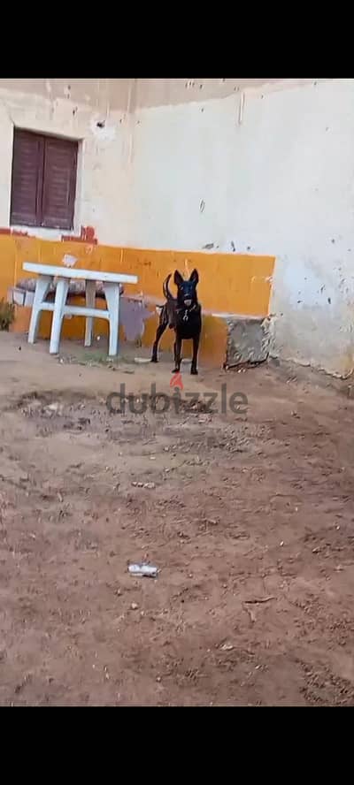 داتش شيبرد