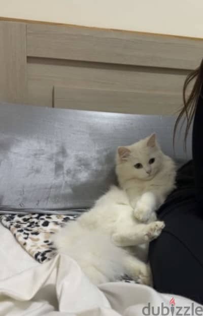 cute cat