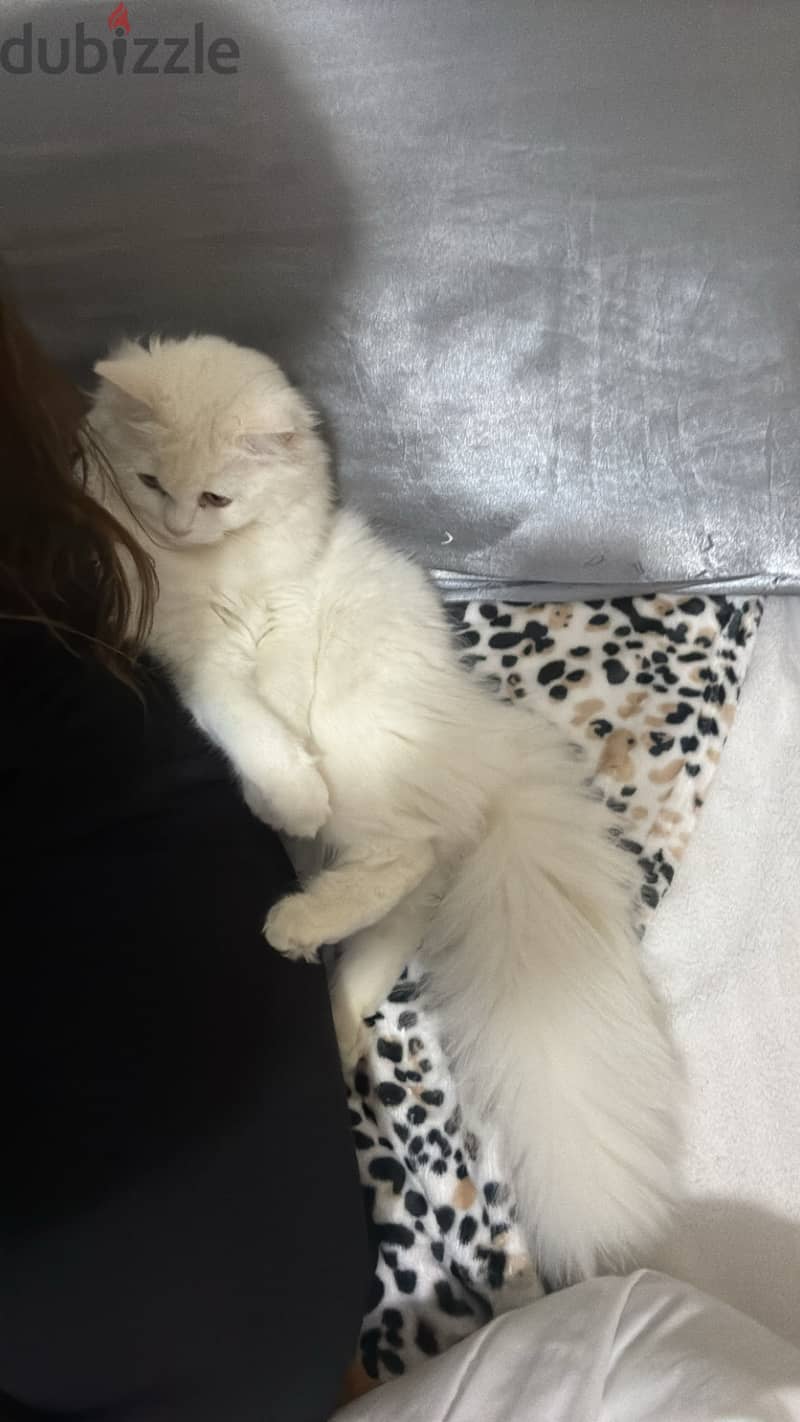 cute cat 2