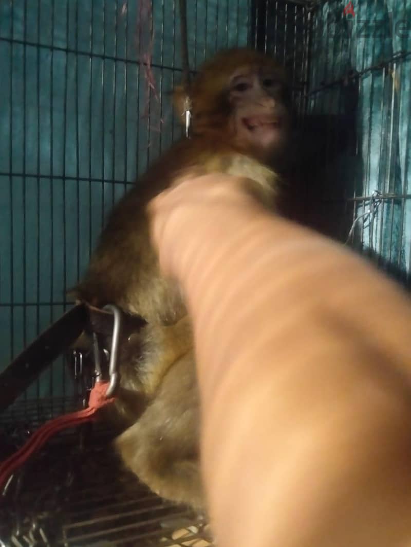 قرد مكاك 2
