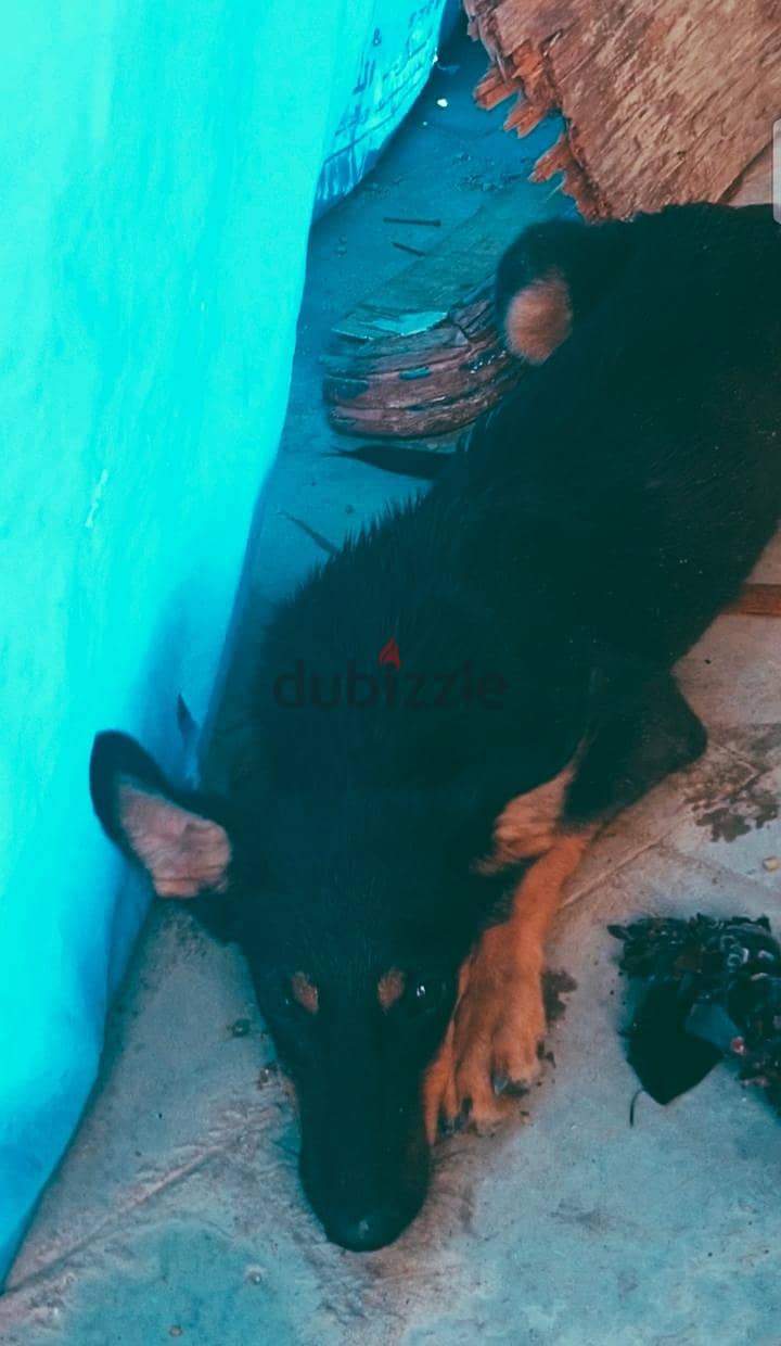بلاك جاك 2