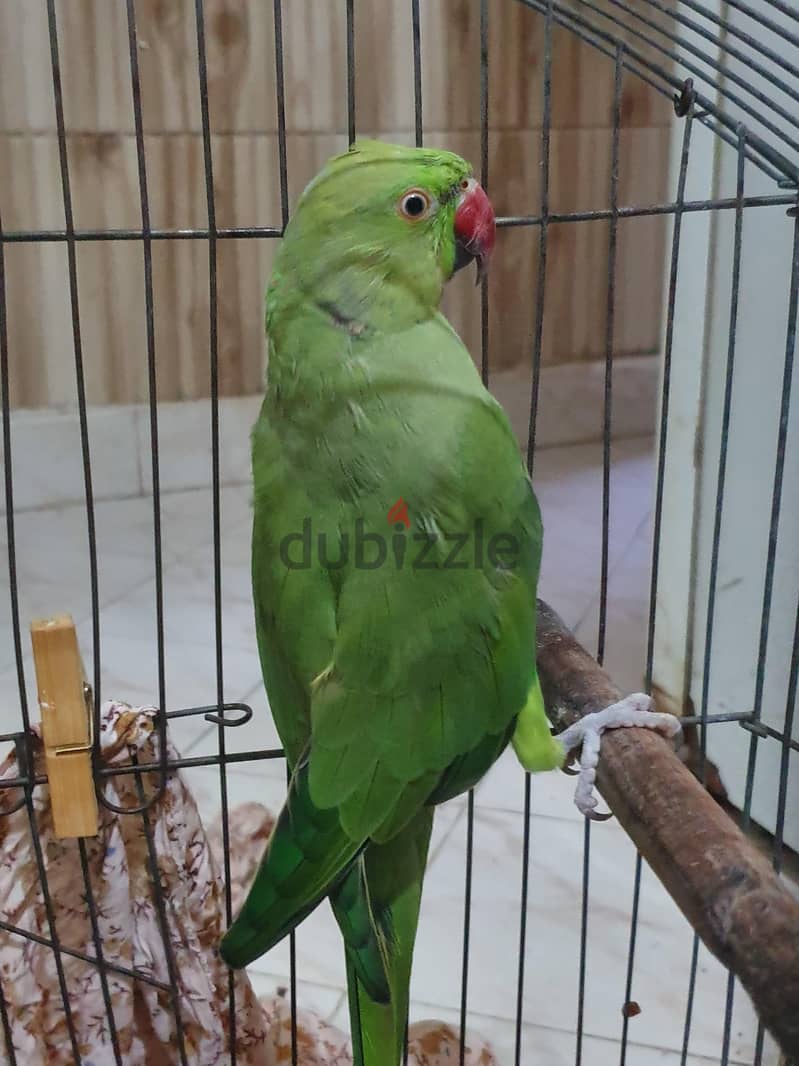 دره هندي 1