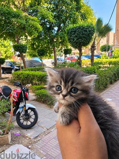 قطط شيرازي مون فيس