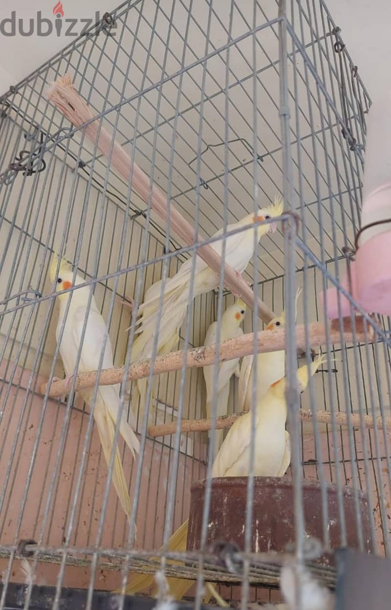 للبيع 1