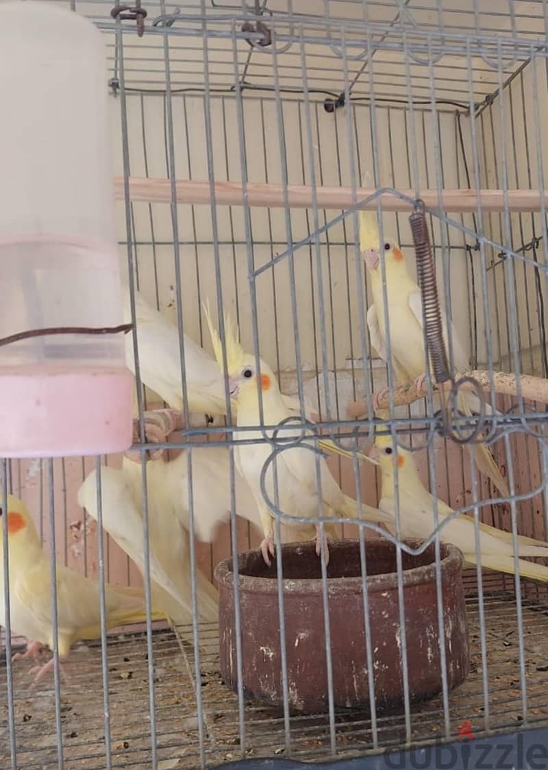 للبيع 3