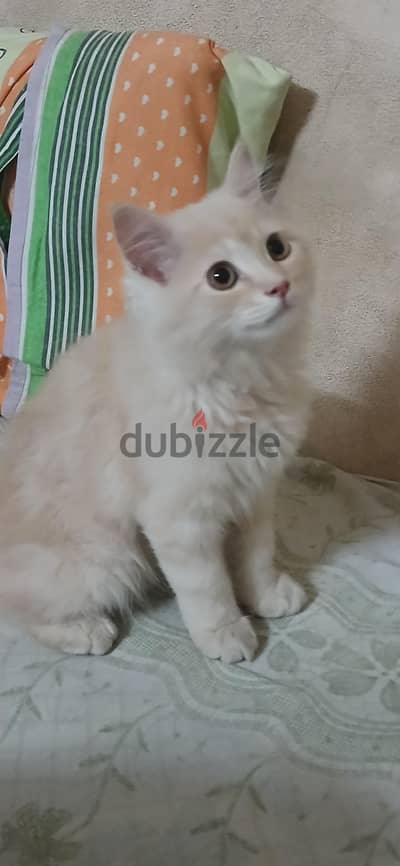 بيع قطه
