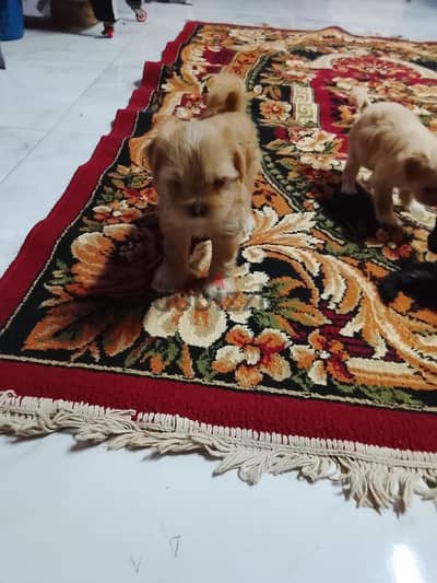 كلاب بكنيز بيتي