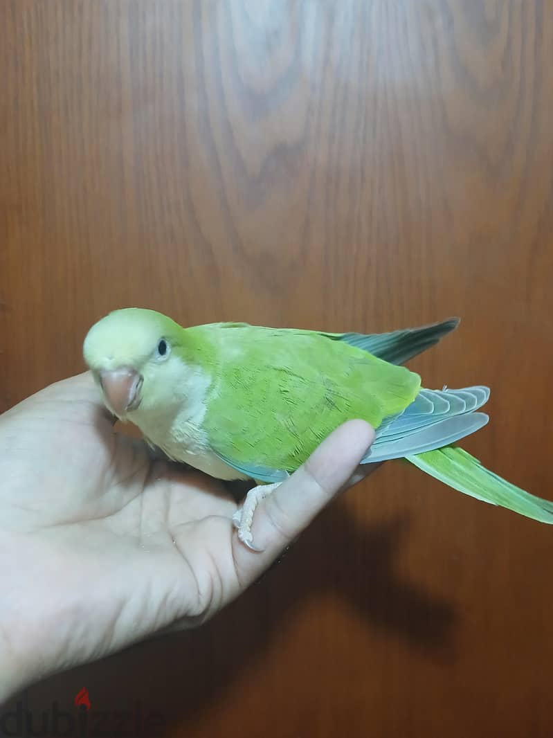 كويكر 2
