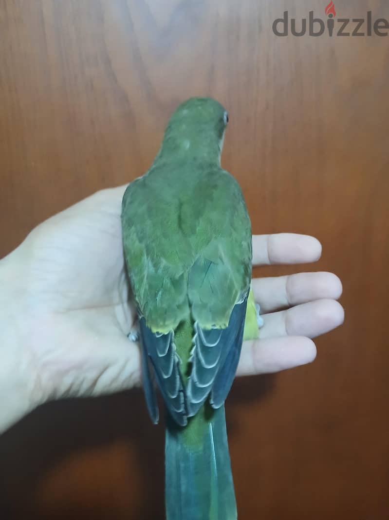 كويكر 5
