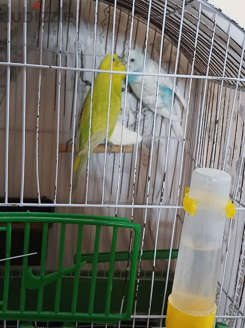 عصفورين  بالسبت 2