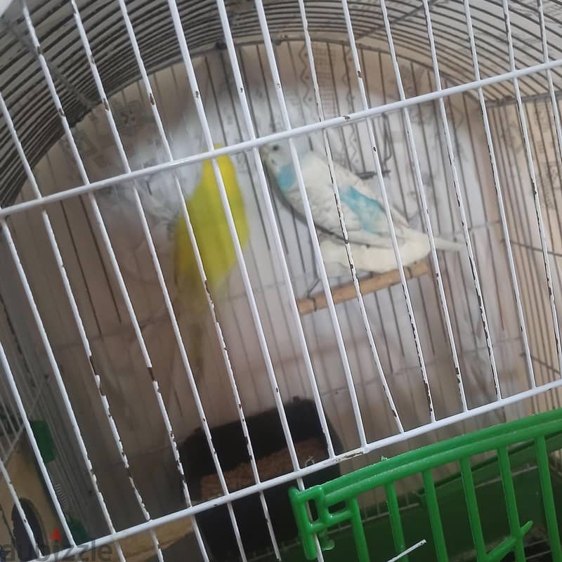 عصفورين  بالسبت 4