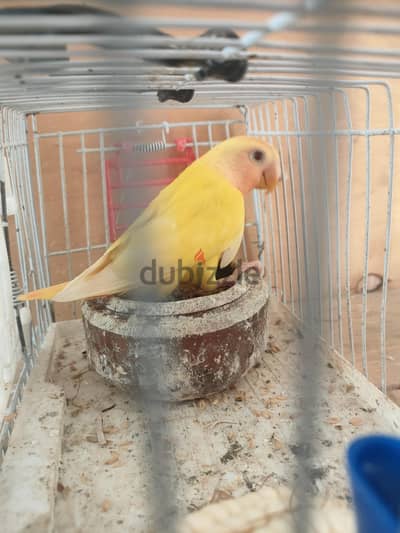 بسم الله ماشاء الله ربنا يبارك