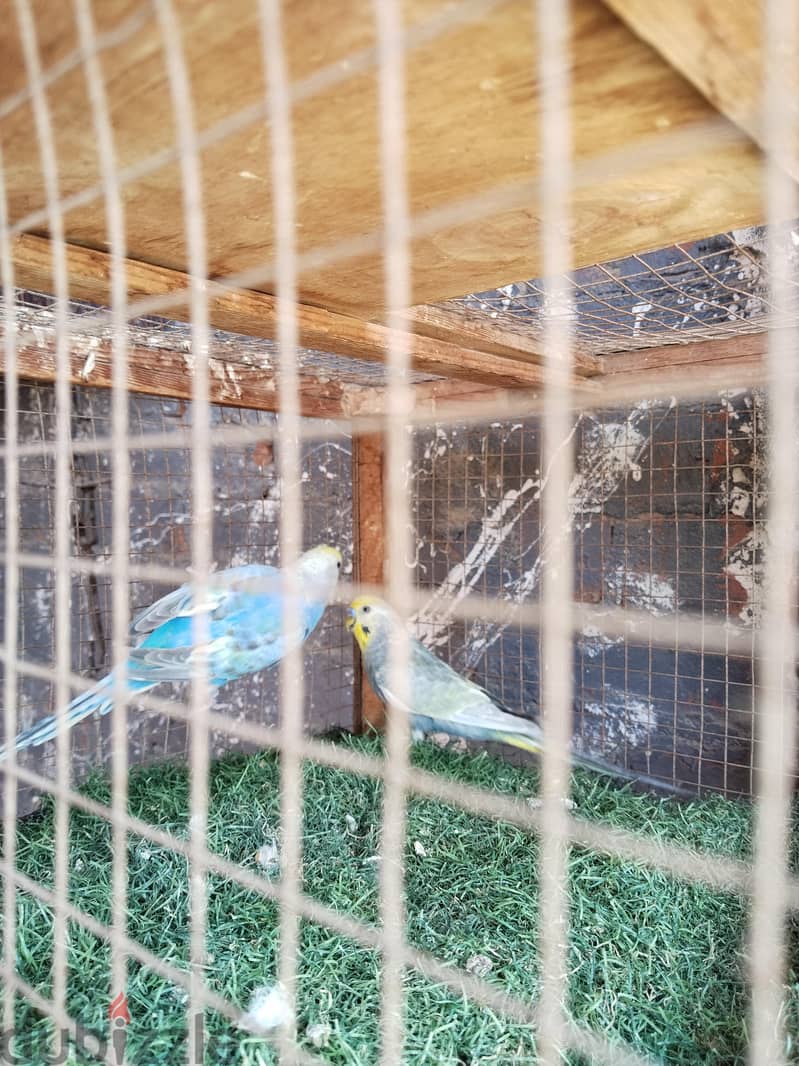 عصافير 1