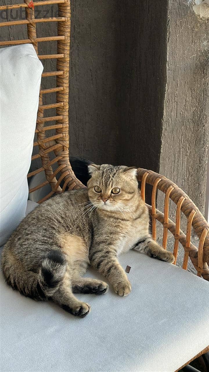 scottish fold female 1