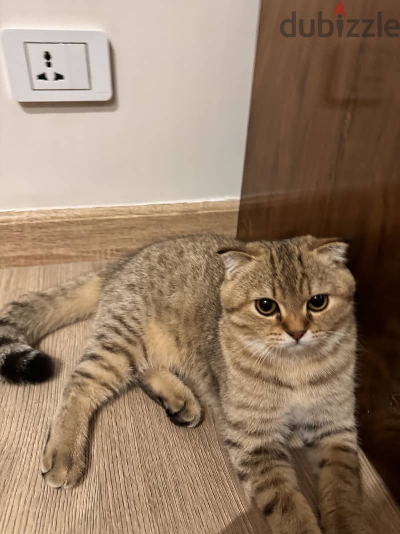 scottish fold female 2