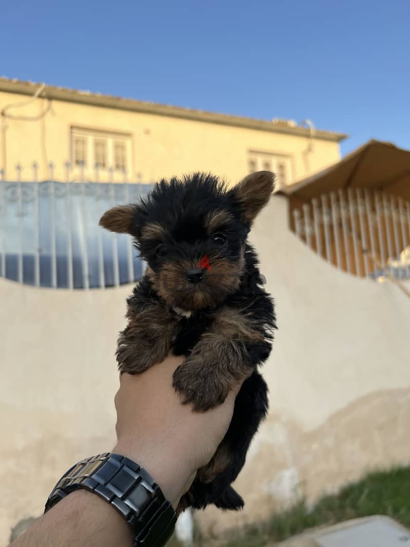 Yorkshire puppies top quality tecup 1
