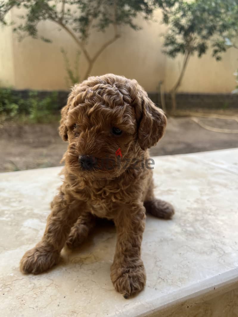 35 days old boy poodle vaccinated 1