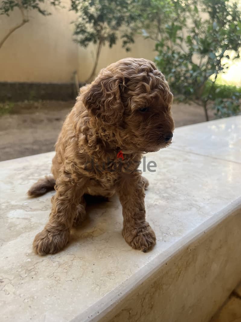 35 days old boy poodle vaccinated 2