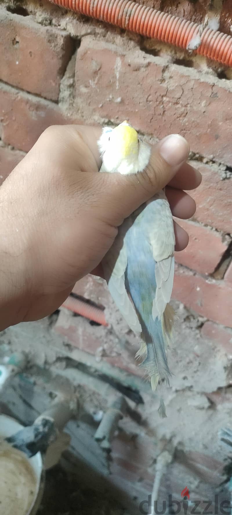 للبيع 1