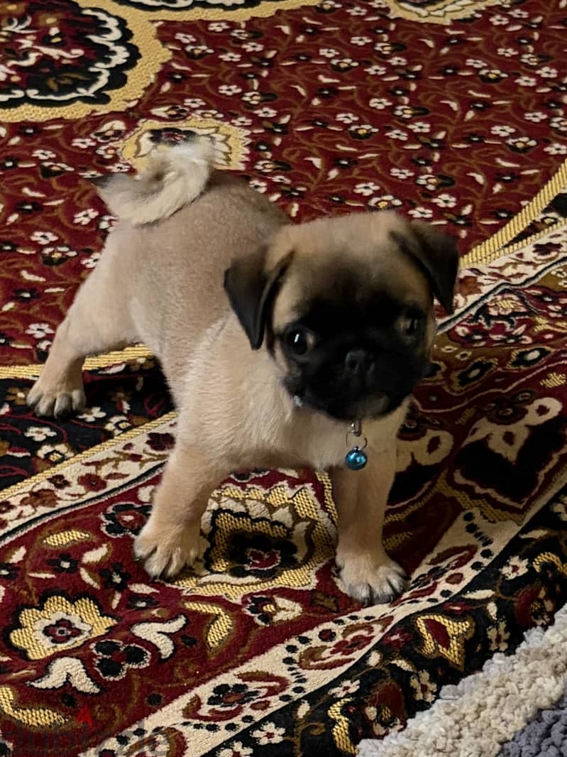 جرو باج 1