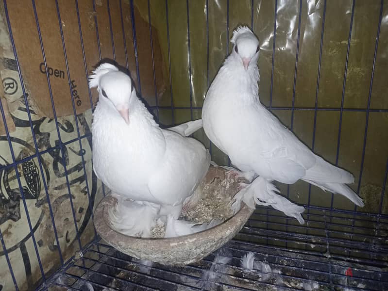 حمام للبيع 3