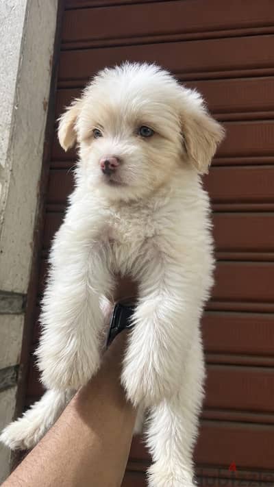 Havanese Mix Shih Tzu