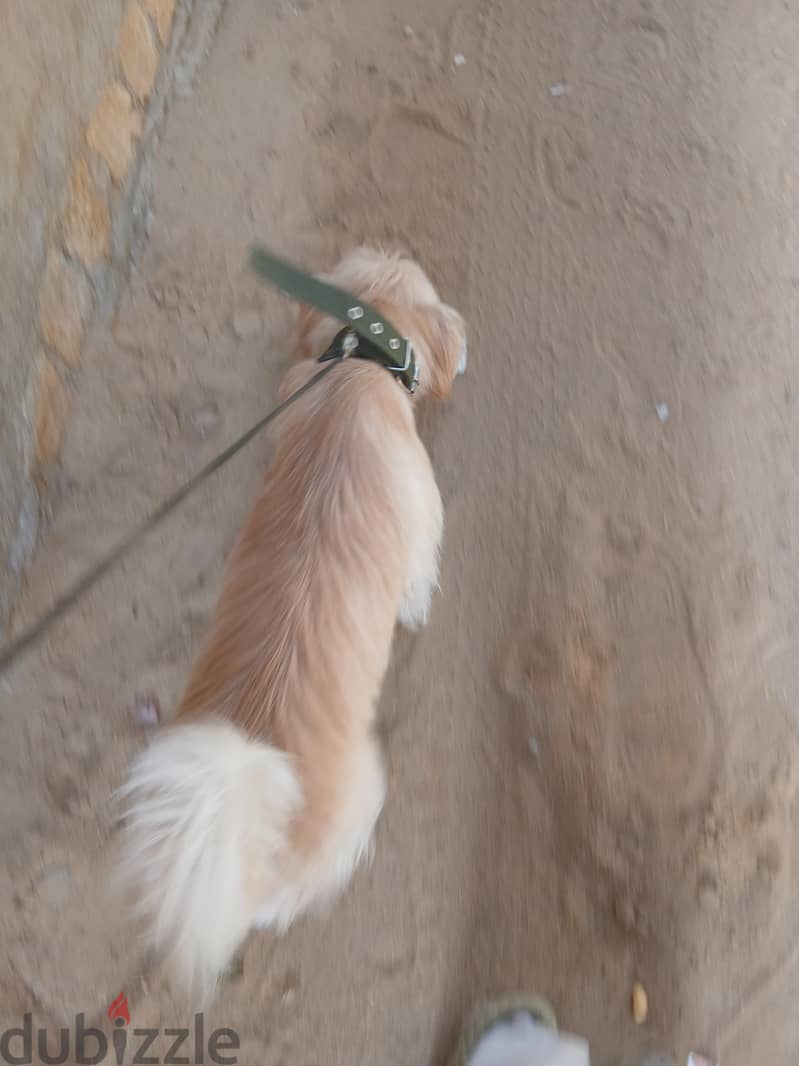 كلب ل البيع 2