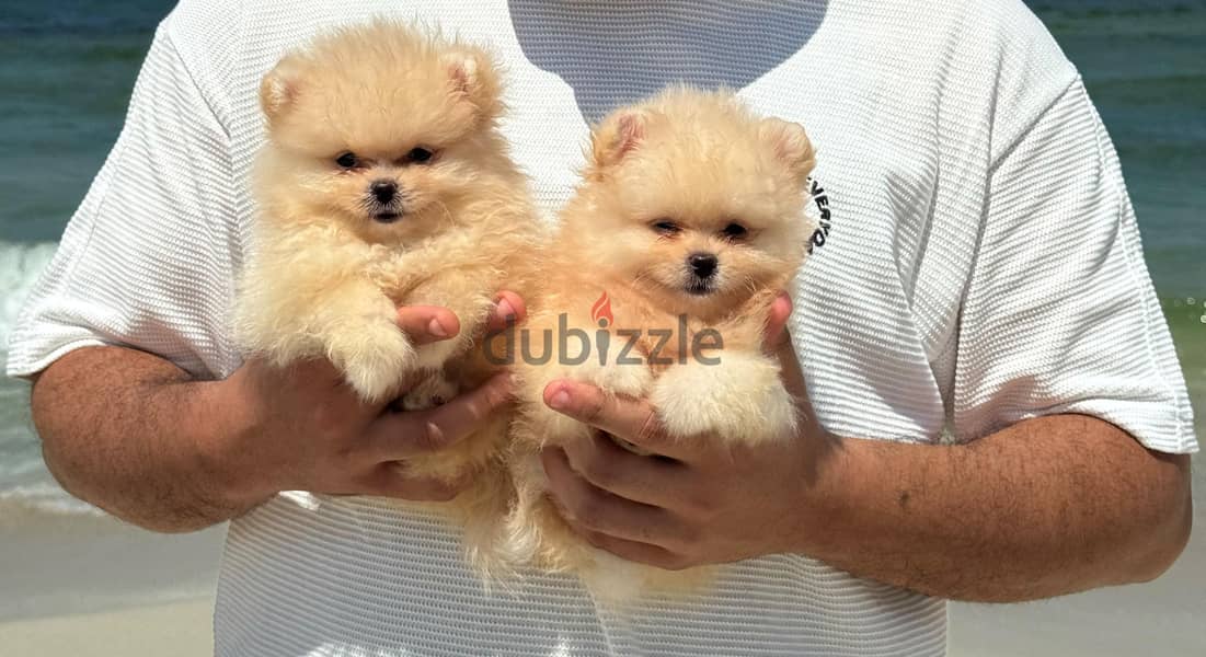 pomeranian tea cup 1