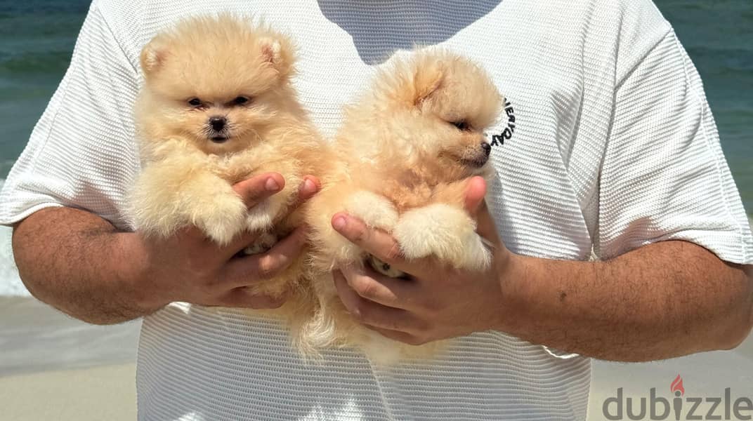 pomeranian tea cup 2