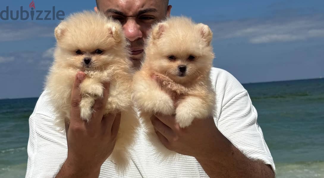pomeranian tea cup 3