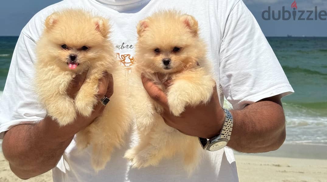 pomeranian tea cup 4