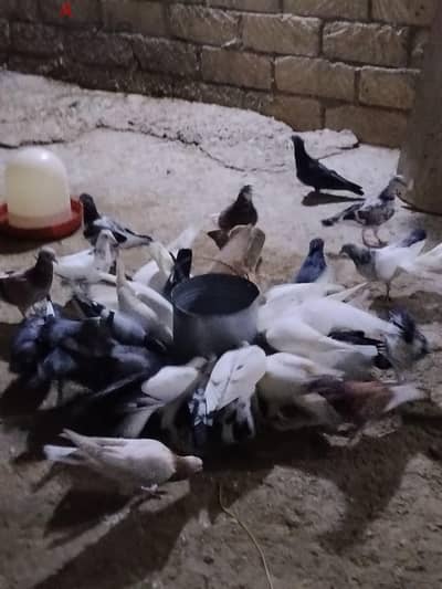 فرصه من النهايه